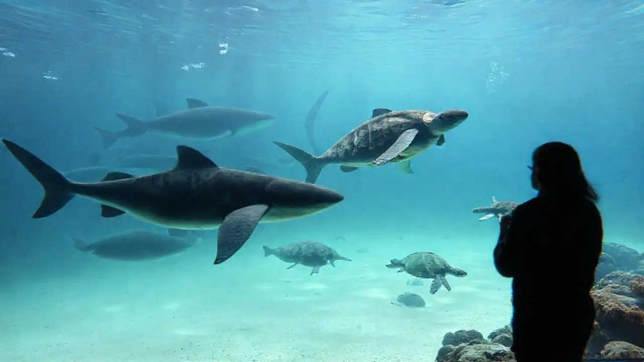 Peces y tortugas nadan bajo el agua