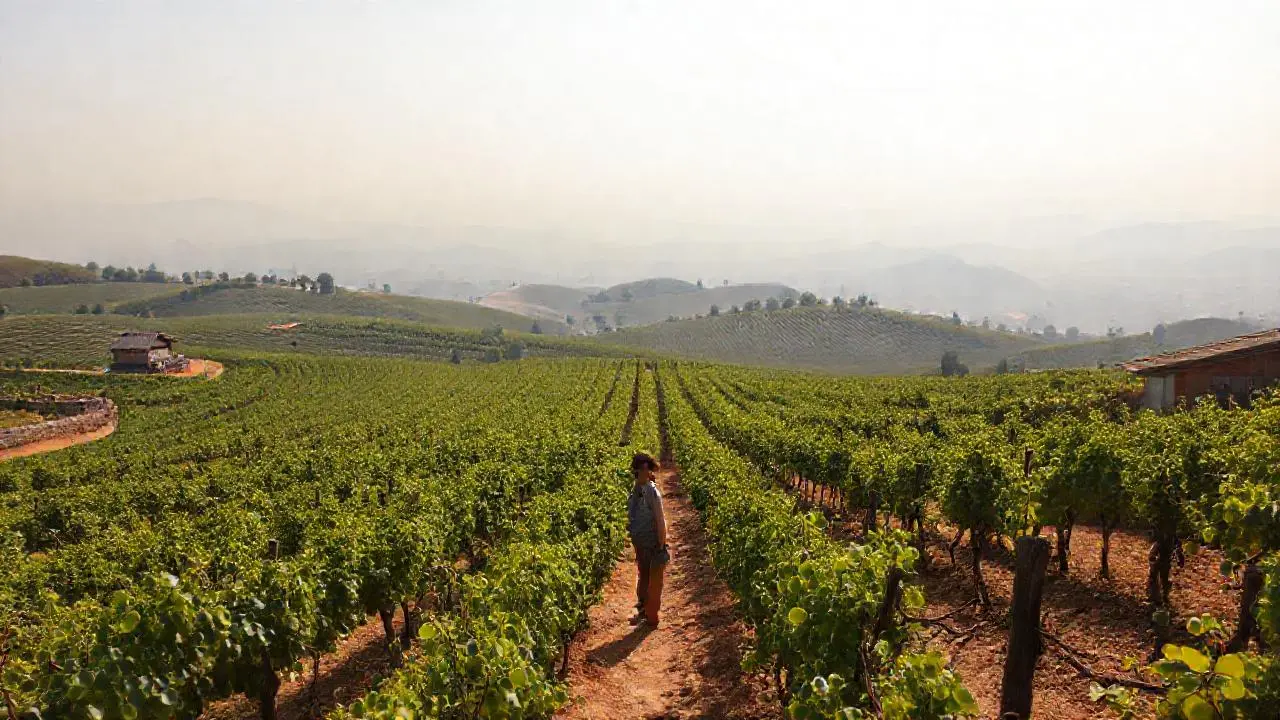 Viñedo extenso, tranquilo y natural