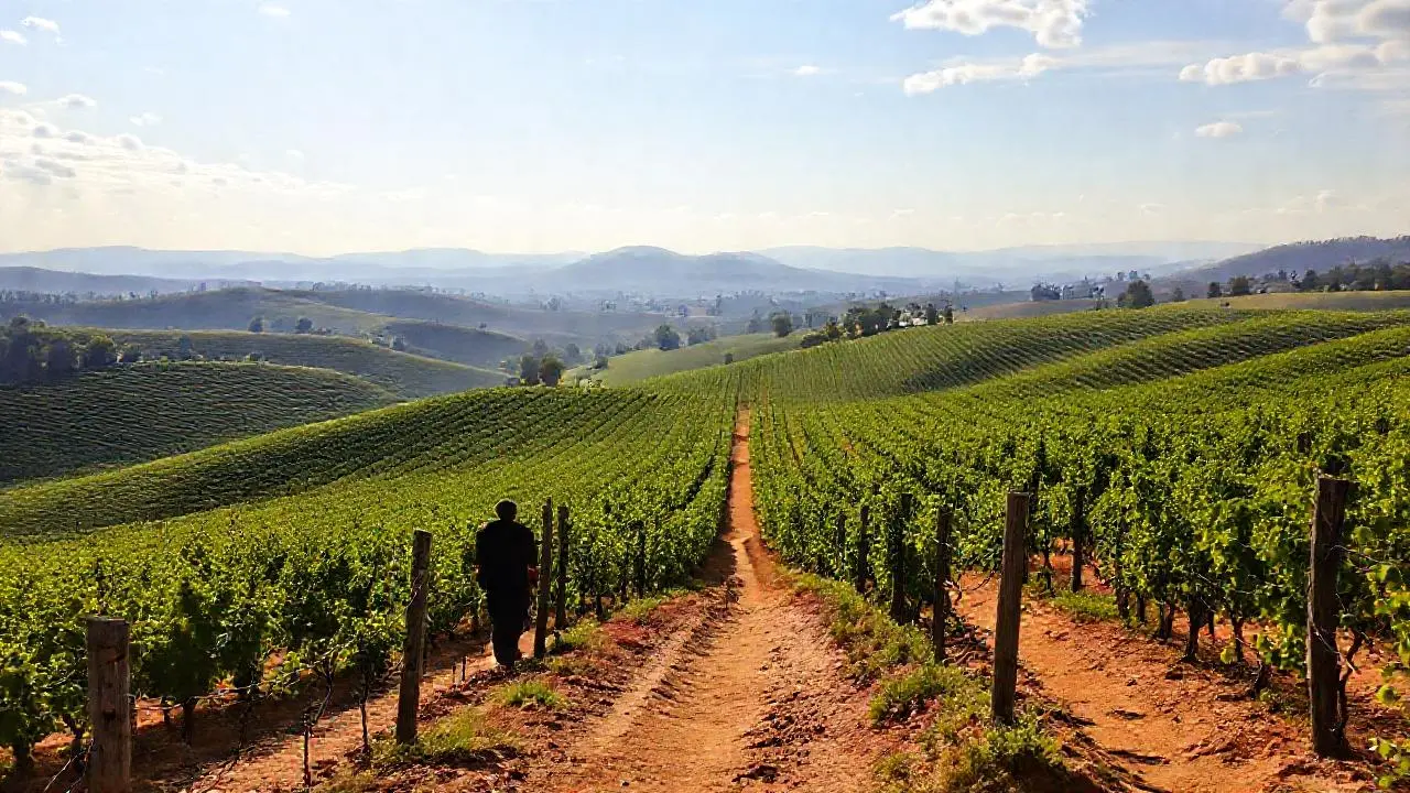 Amplio viñedo, calma y luz dorada