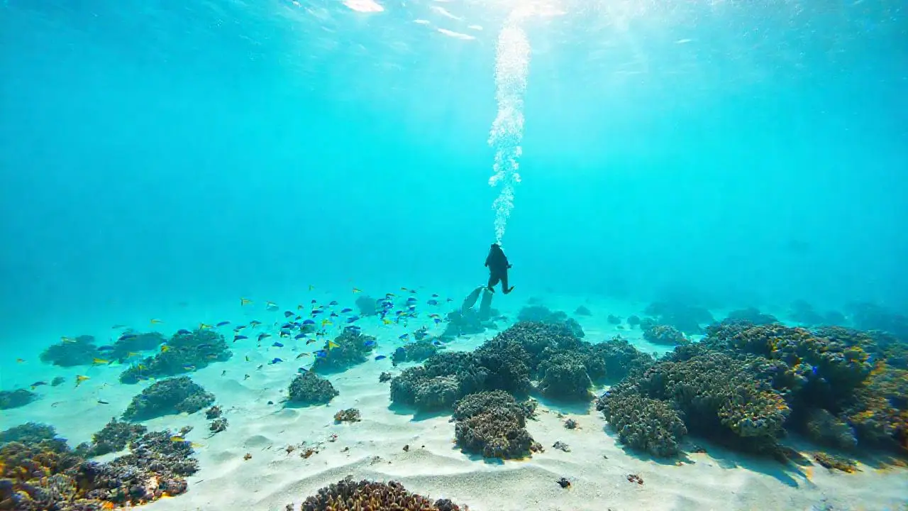 Tranquila escena submarina llena de vida
