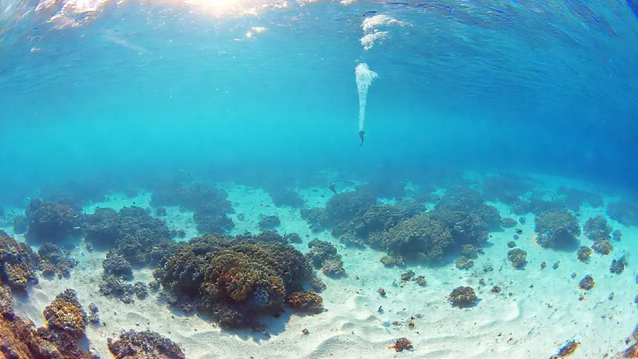 Un arrecife vasto, tranquilo y vibrante
