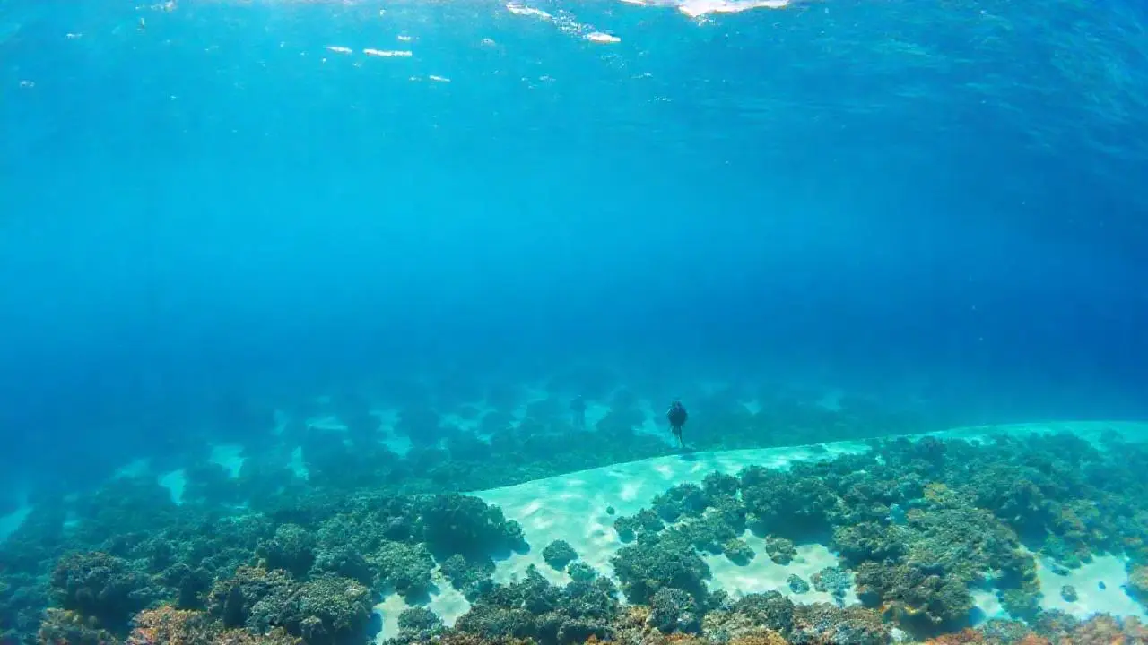 Un arrecife marino vibrante y extenso