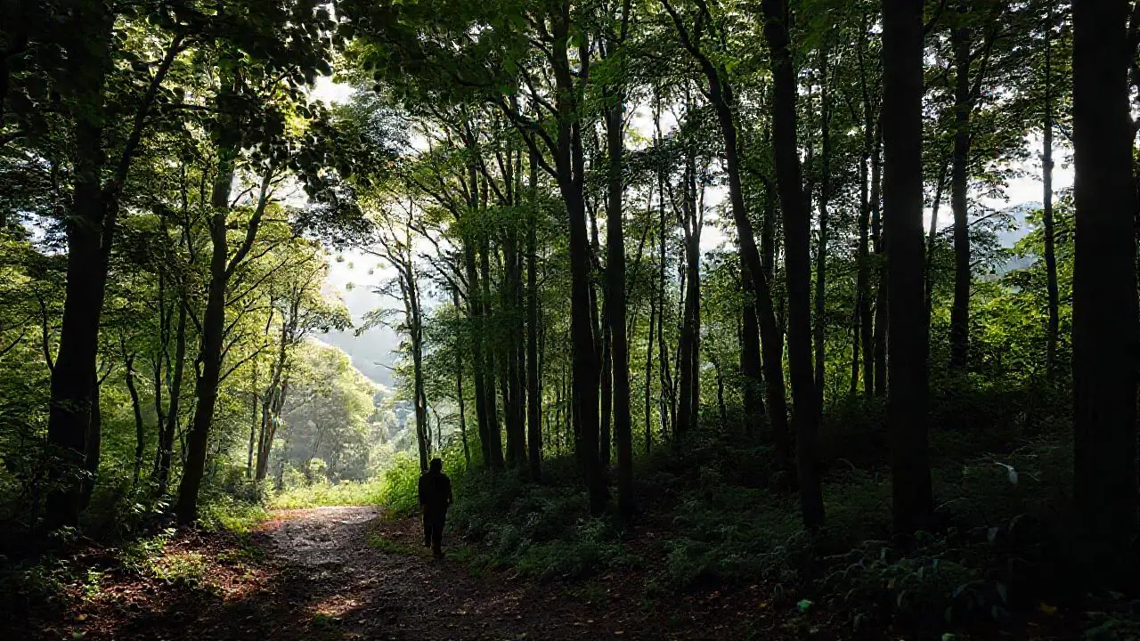 Bosque frondoso, figura caminando por un sendero