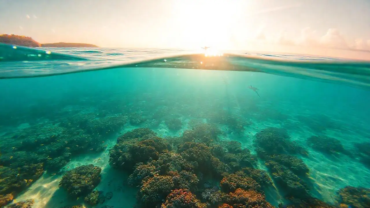 Un arrecife marino vibrante bajo la luz