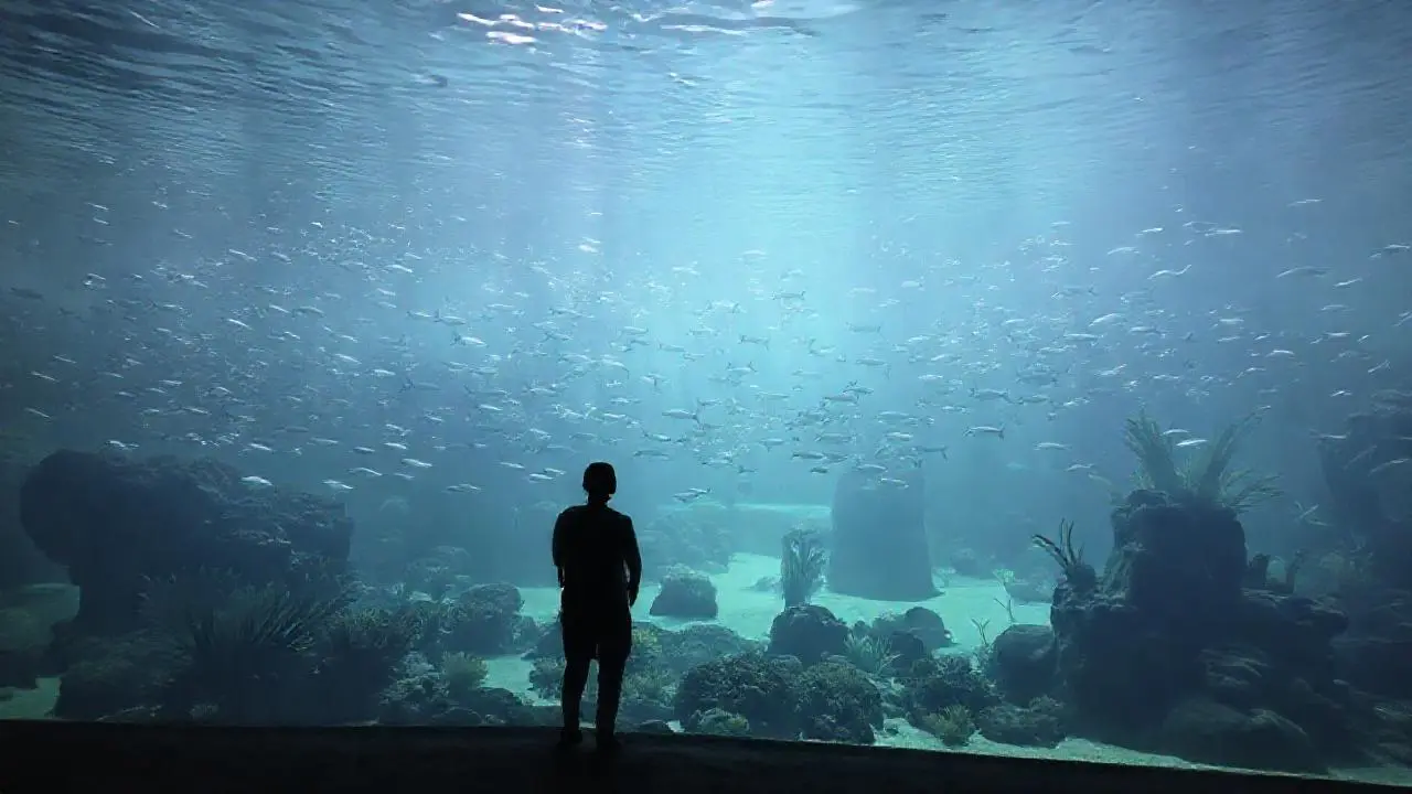 Un acuario inmenso, sereno y realista