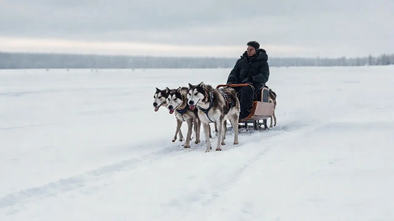 Un trineo, perros y nieve infinita