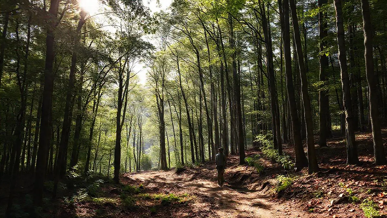 Bosque tranquilo y natural con una figura
