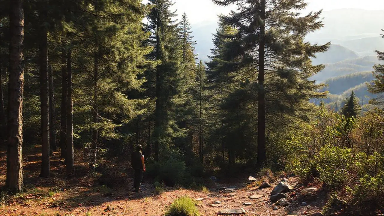 Bosque tranquilo, profundo y natural