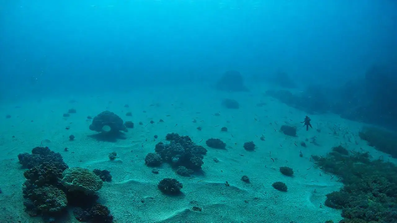 Arrecife submarino sereno y lleno de vida