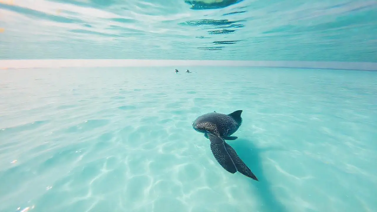 Un pez nadaba en aguas tranquilas
