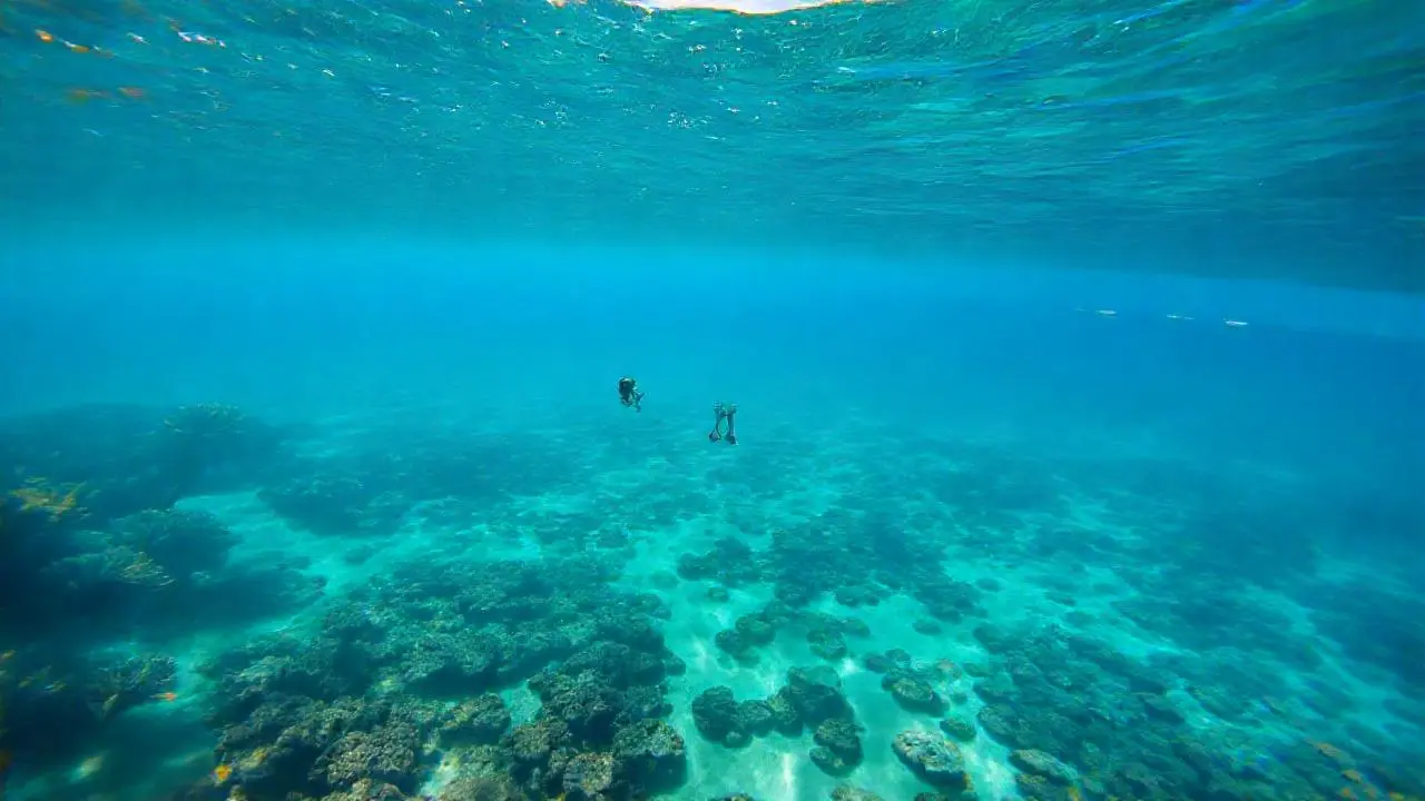 Océano profundo, coral vibrante y nado sereno